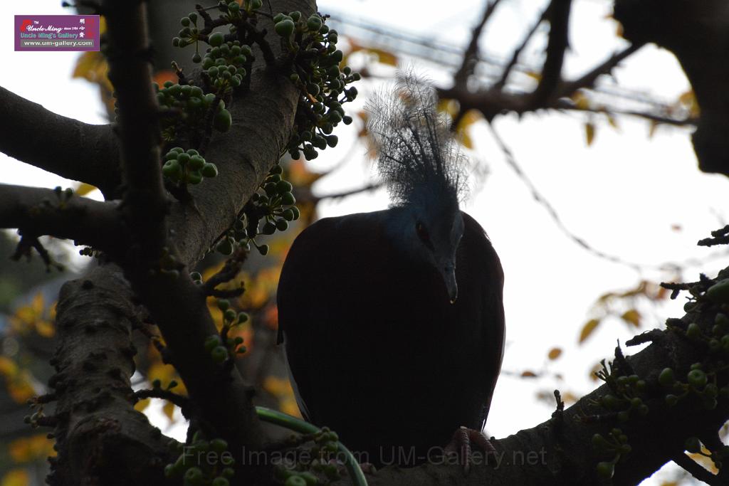 20190303bird-hk-parkDSC_3061.JPG