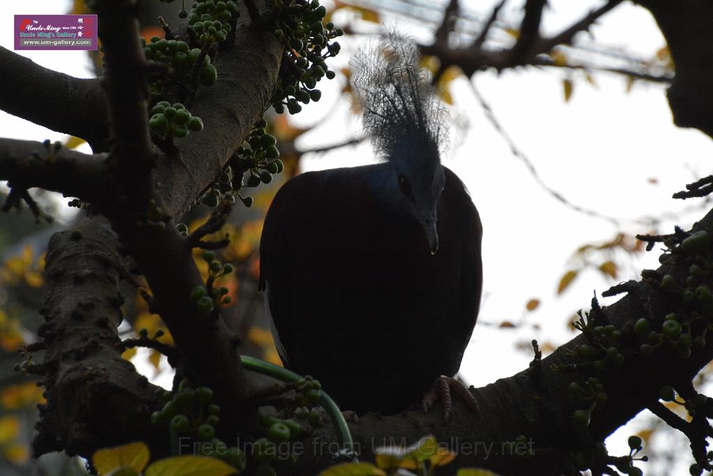 20190303bird-hk-parkDSC_3062.JPG