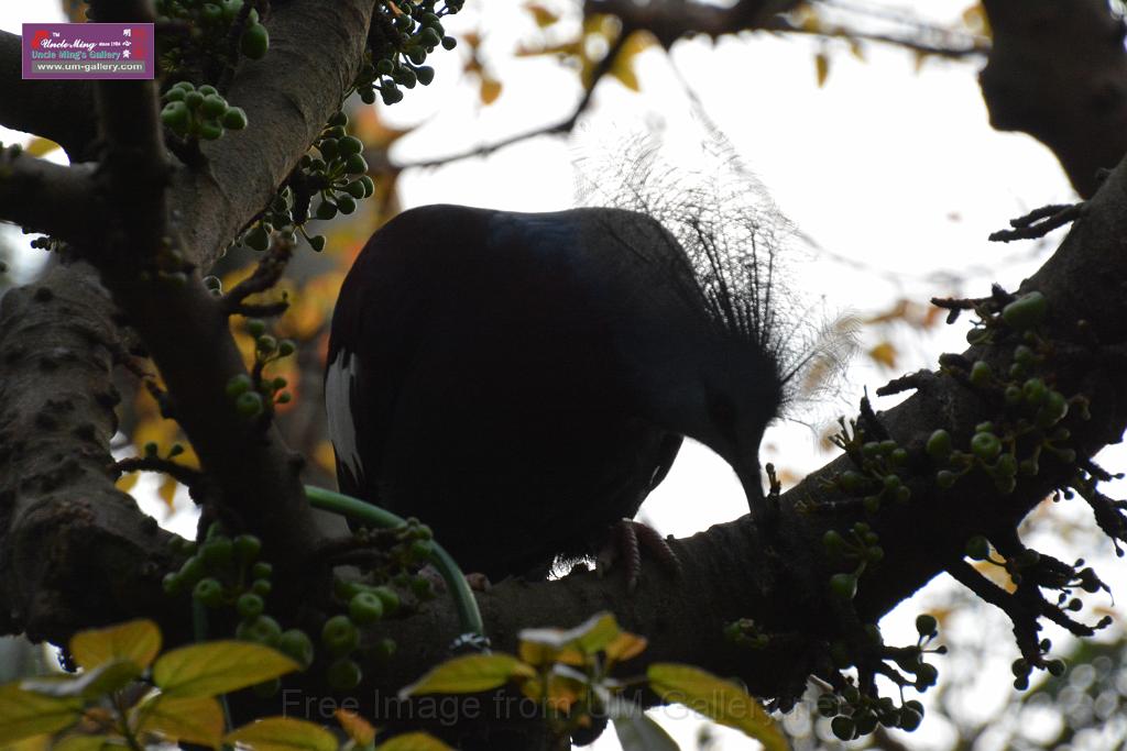 20190303bird-hk-parkDSC_3065.JPG