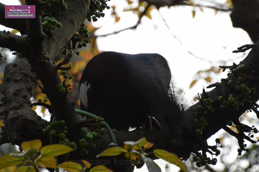 20190303bird-hk-parkDSC_3066.JPG