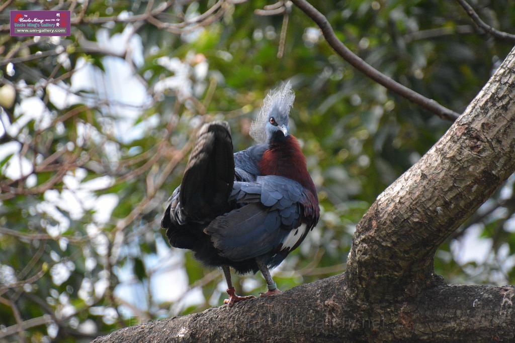 20190303bird-hk-parkDSC_3077.JPG