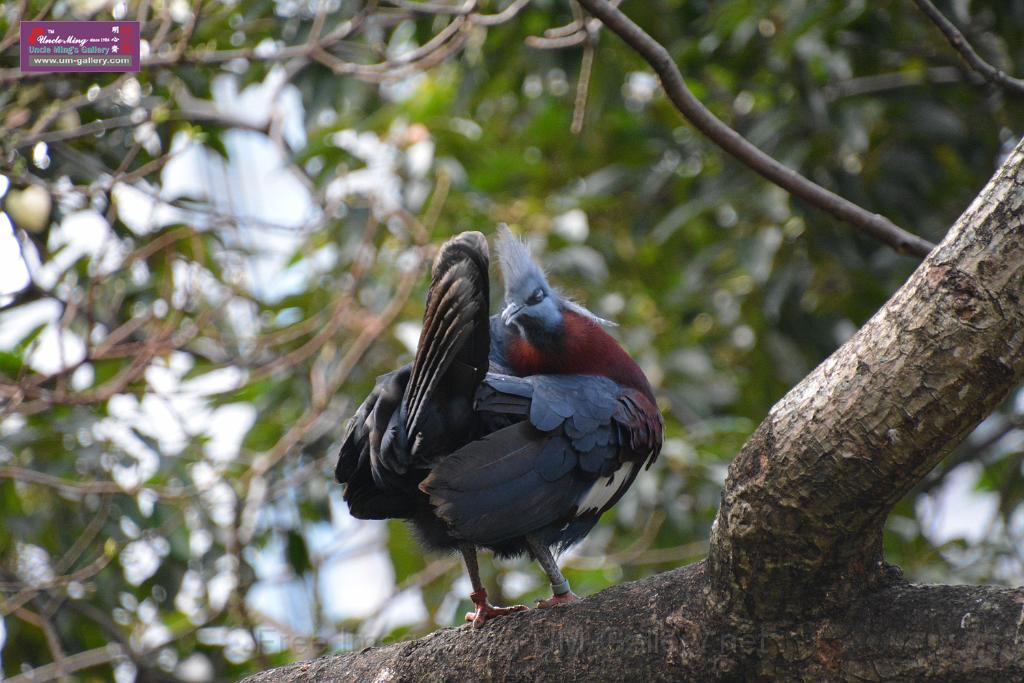 20190303bird-hk-parkDSC_3078.JPG