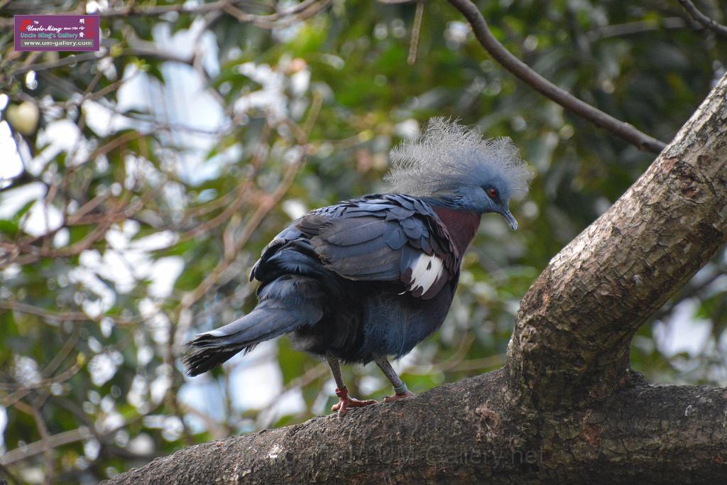 20190303bird-hk-parkDSC_3079.JPG