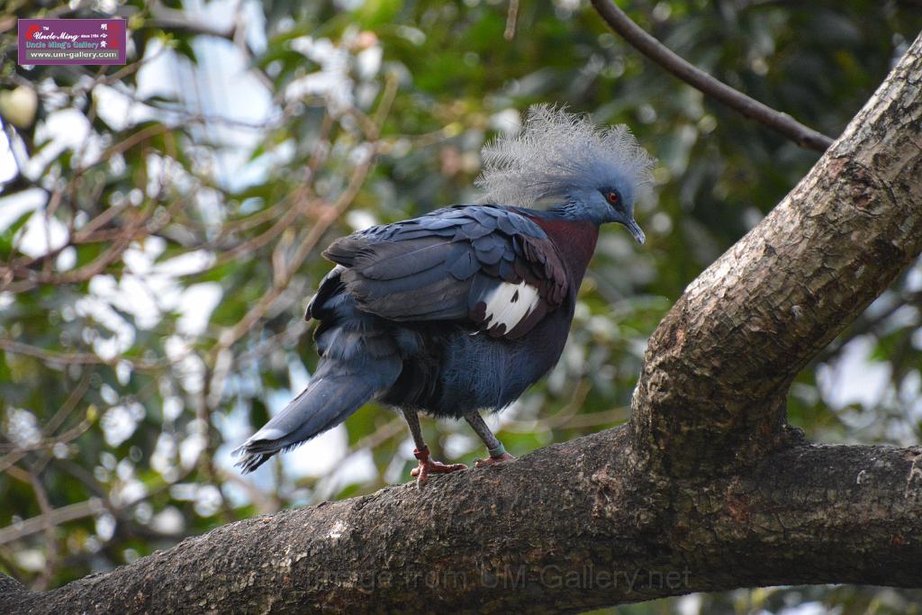 20190303bird-hk-parkDSC_3080.JPG