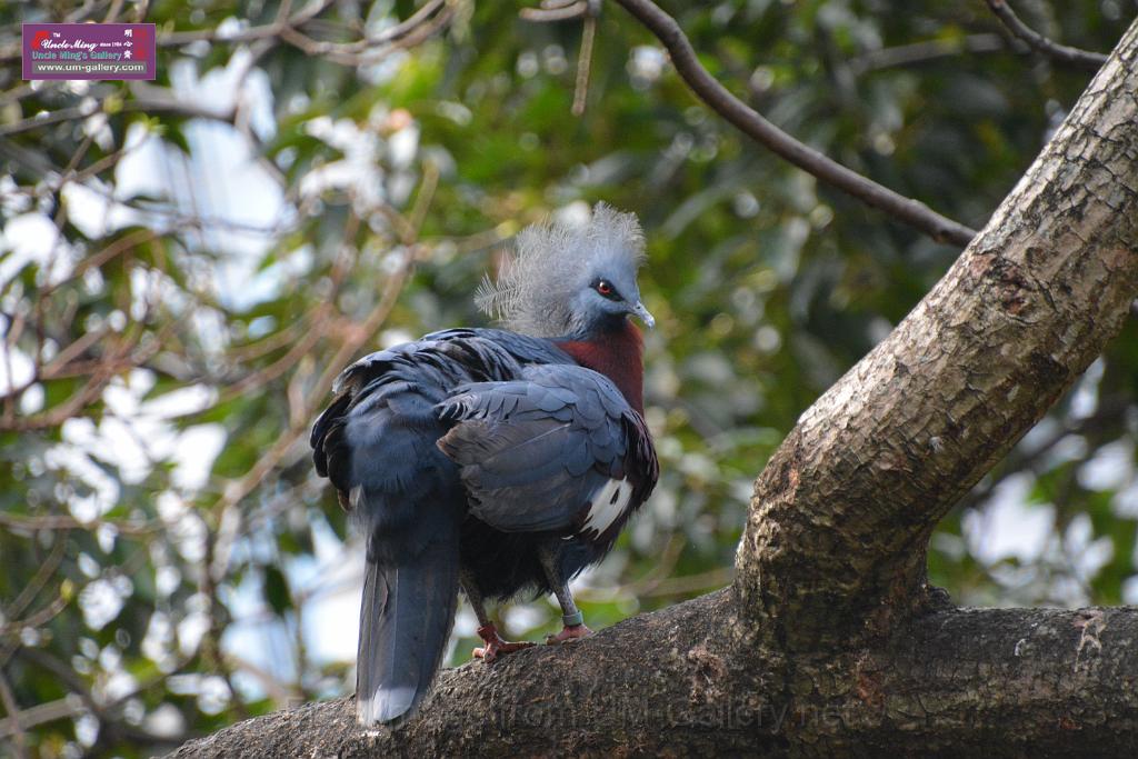 20190303bird-hk-parkDSC_3081.JPG