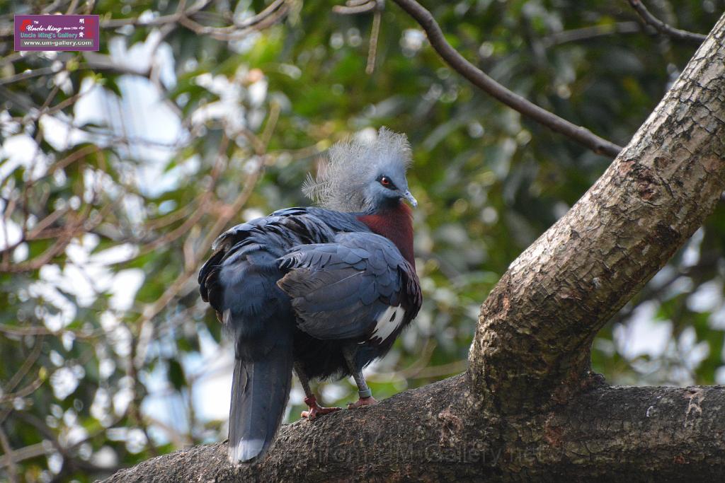 20190303bird-hk-parkDSC_3082.JPG