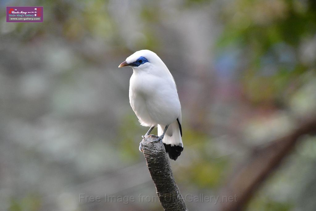 20190303bird-hk-parkDSC_3085.JPG