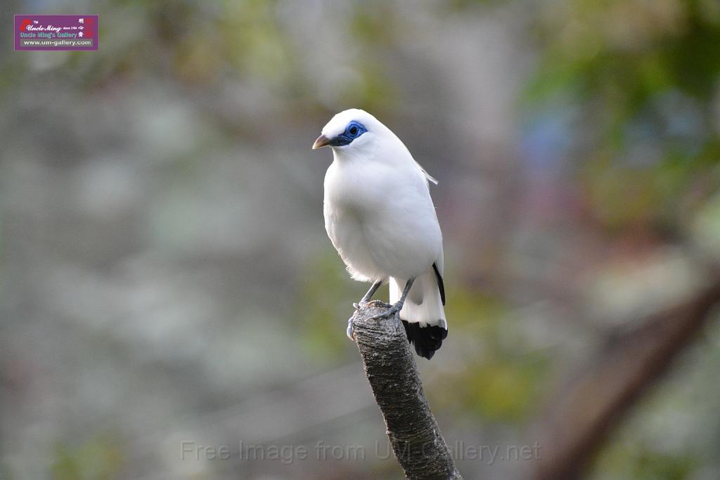 20190303bird-hk-parkDSC_3086.JPG