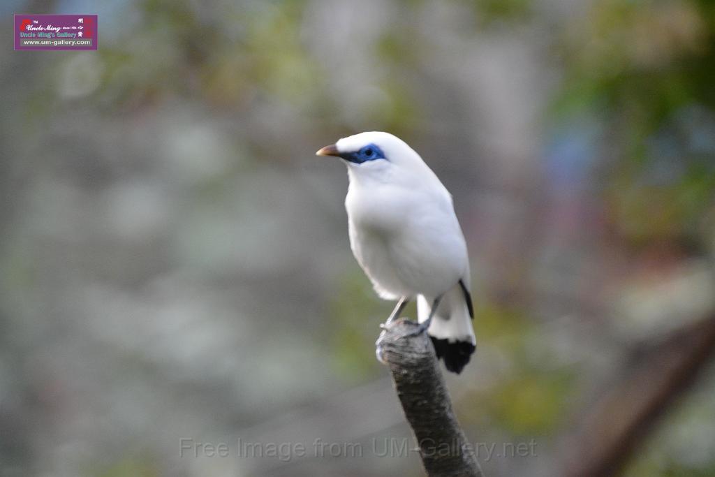 20190303bird-hk-parkDSC_3087.JPG