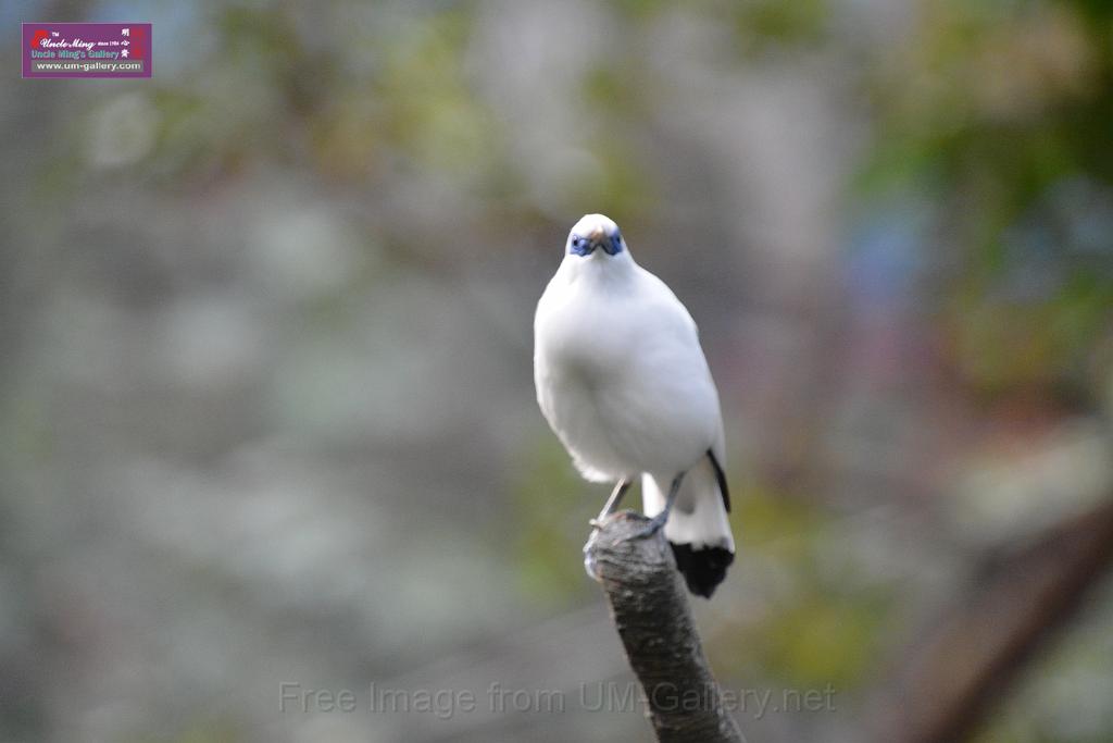 20190303bird-hk-parkDSC_3088.JPG