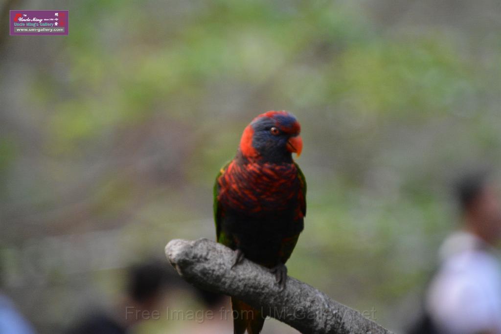 20190303bird-hk-parkDSC_3093.JPG