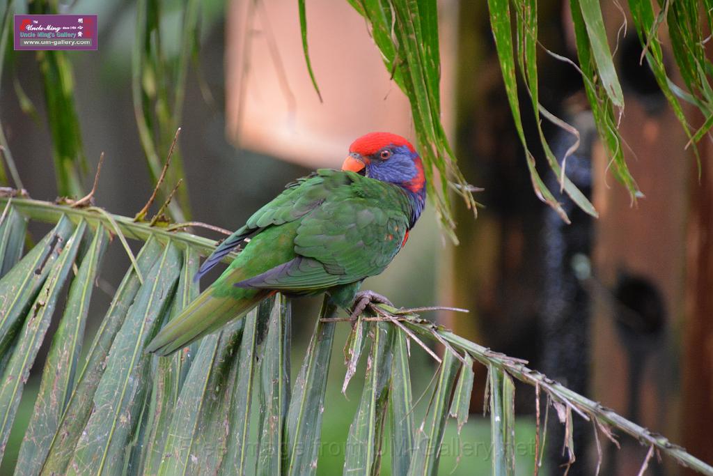 20190303bird-hk-parkDSC_3098.JPG