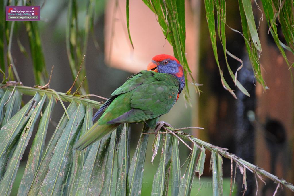 20190303bird-hk-parkDSC_3099.JPG