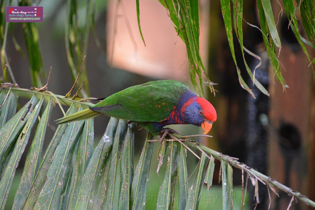 20190303bird-hk-parkDSC_3101.JPG