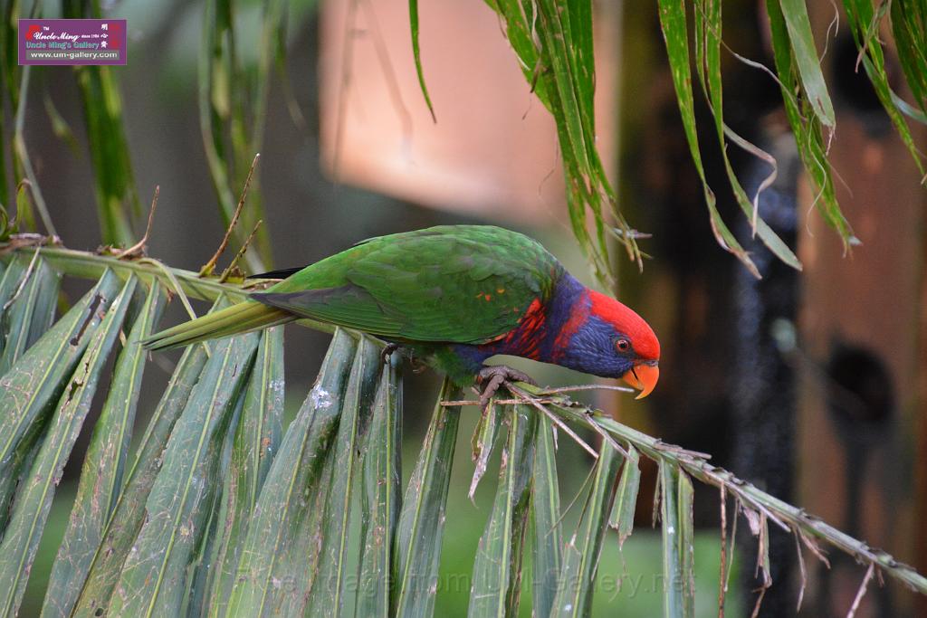 20190303bird-hk-parkDSC_3102.JPG