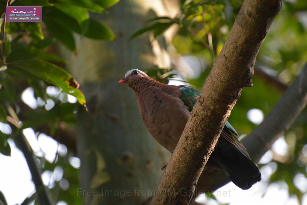 20190303bird-hk-parkDSC_3109.JPG