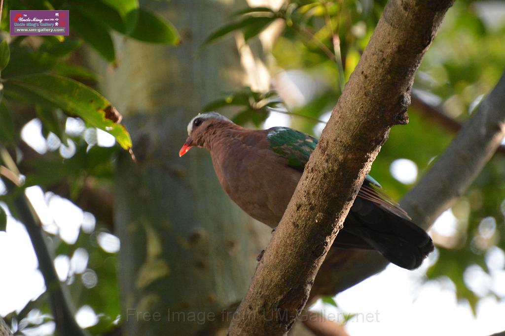 20190303bird-hk-parkDSC_3112.JPG