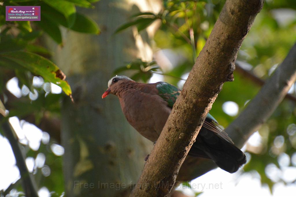 20190303bird-hk-parkDSC_3114.JPG