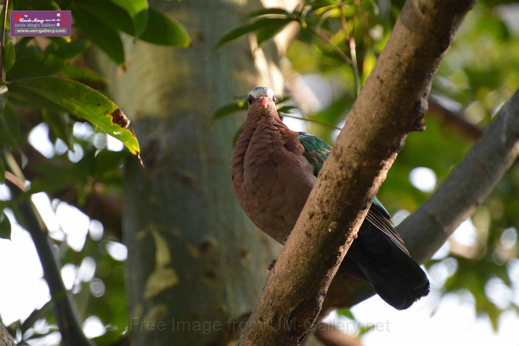 20190303bird-hk-parkDSC_3118.JPG