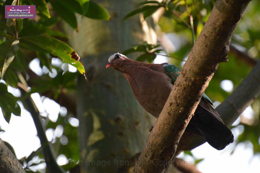 20190303bird-hk-parkDSC_3119.JPG