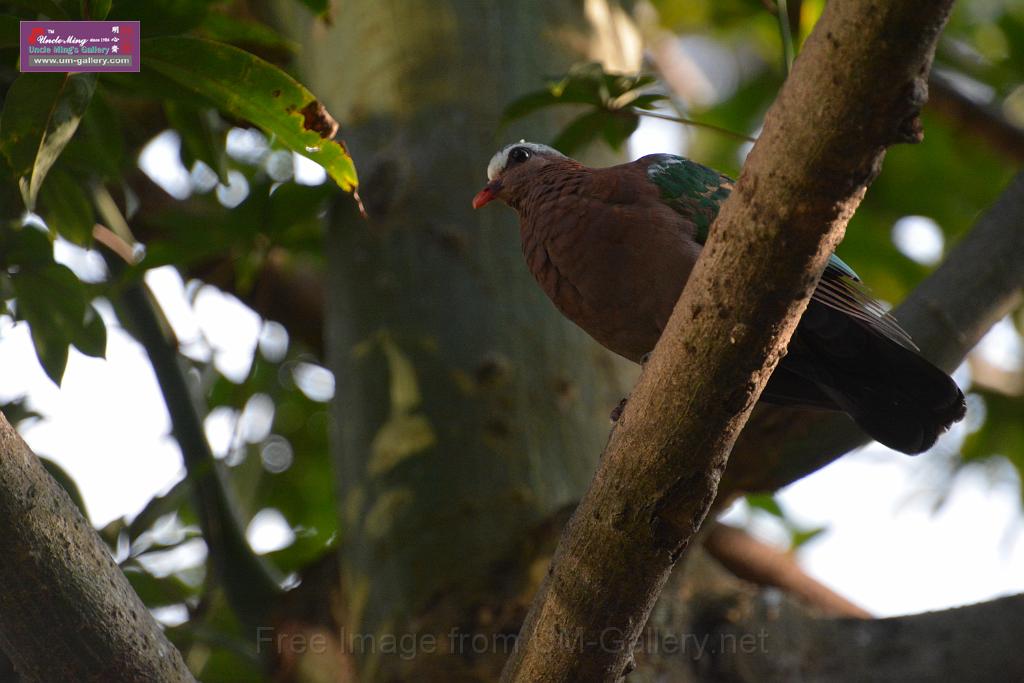 20190303bird-hk-parkDSC_3120.JPG