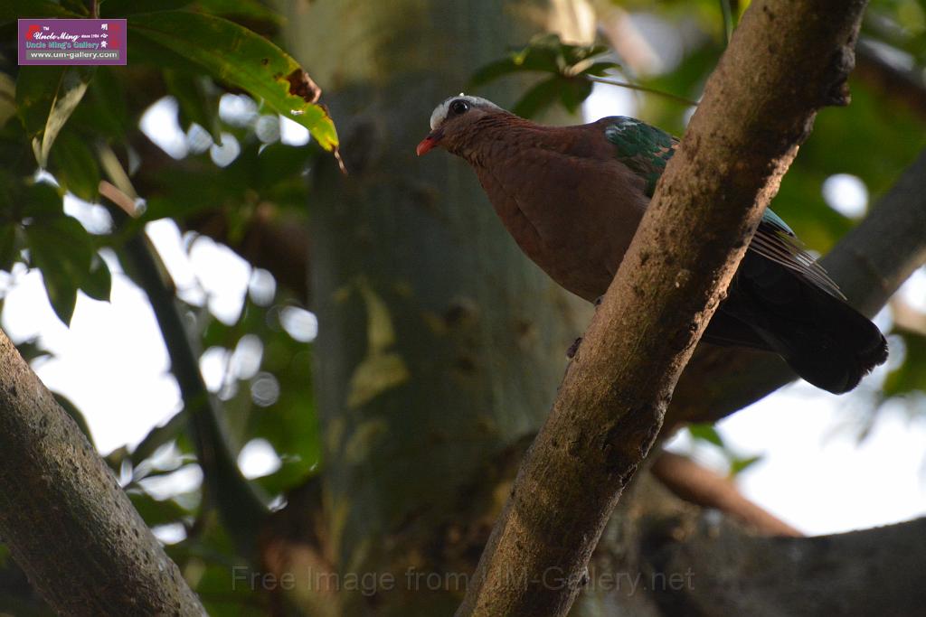 20190303bird-hk-parkDSC_3121.JPG