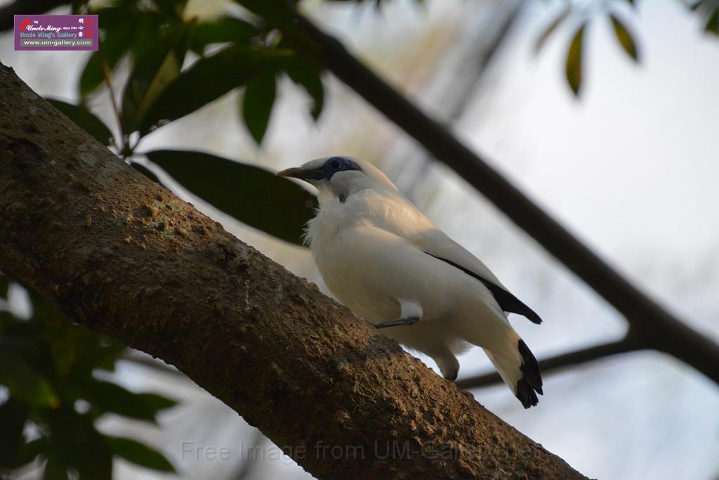 20190303bird-hk-parkDSC_3122.JPG