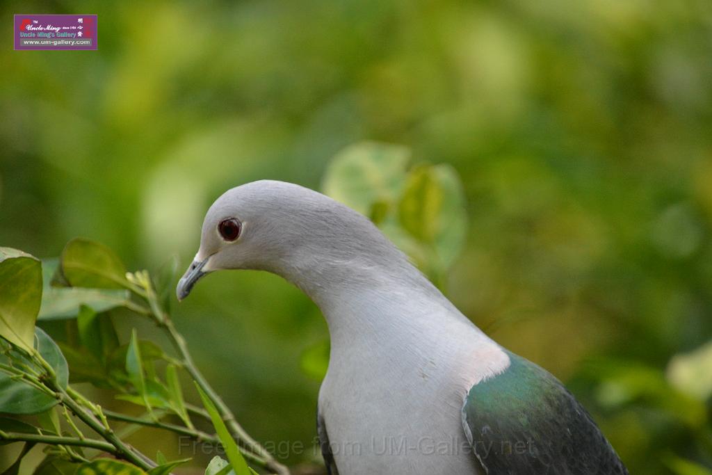 20190303bird-hk-parkDSC_3123.JPG