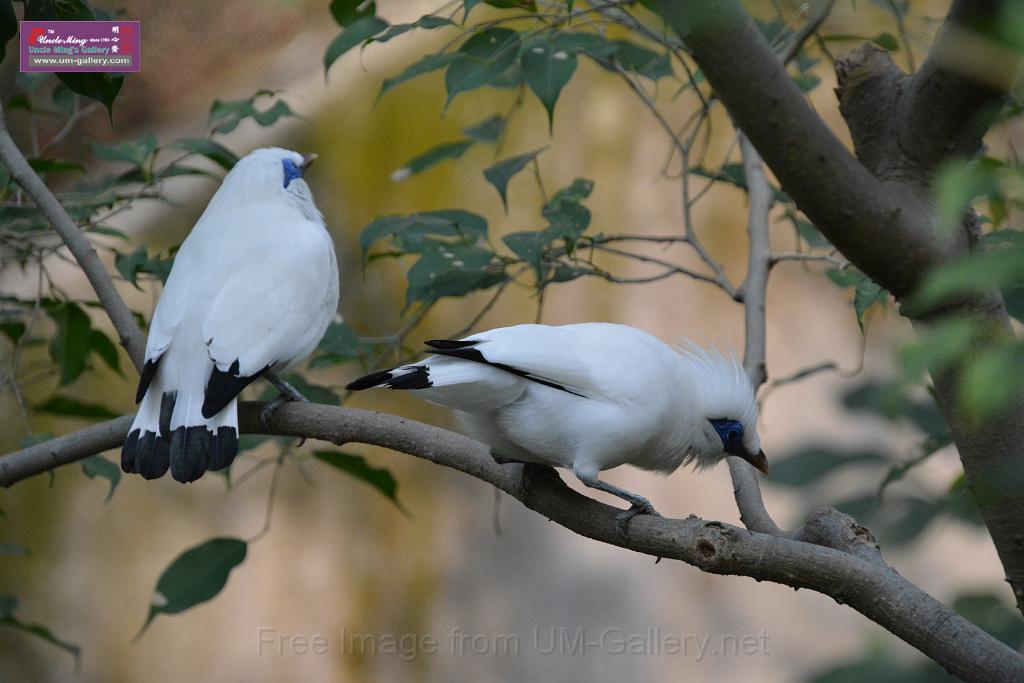 20190303bird-hk-parkDSC_3133.JPG