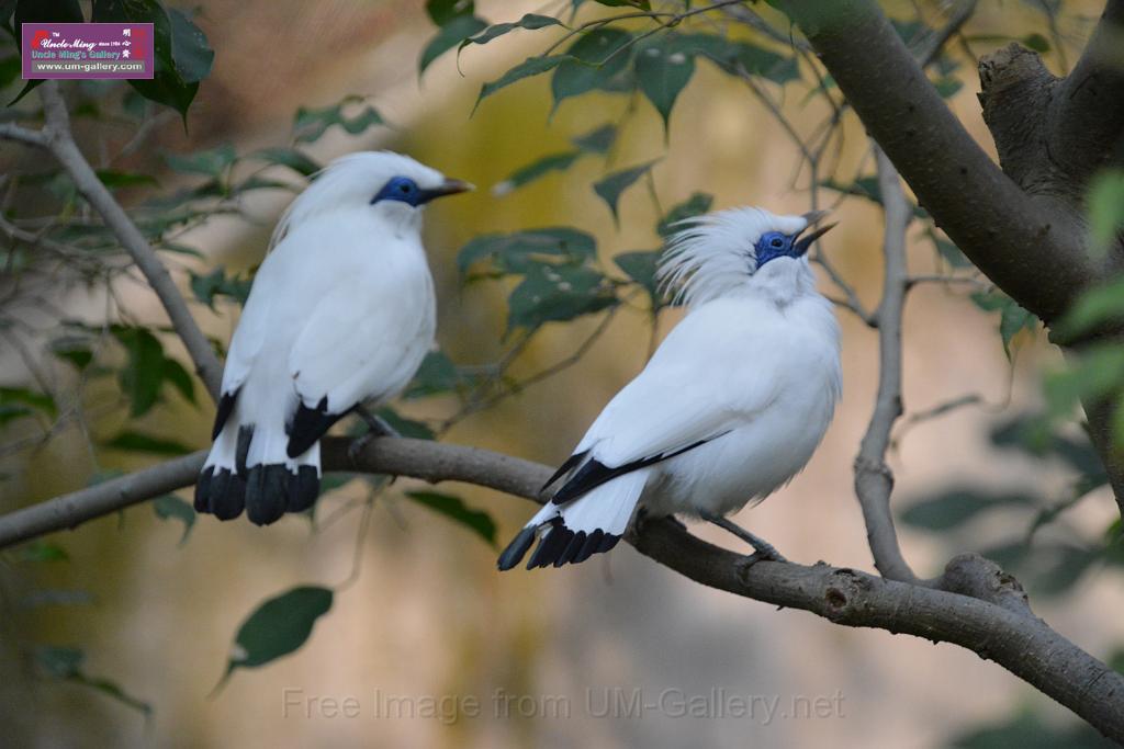 20190303bird-hk-parkDSC_3136.JPG