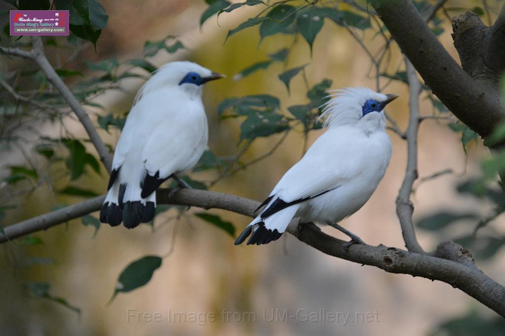 20190303bird-hk-parkDSC_3137.JPG