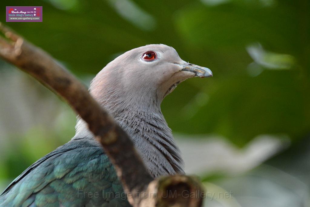 20190303bird-hk-parkDSC_3138.JPG