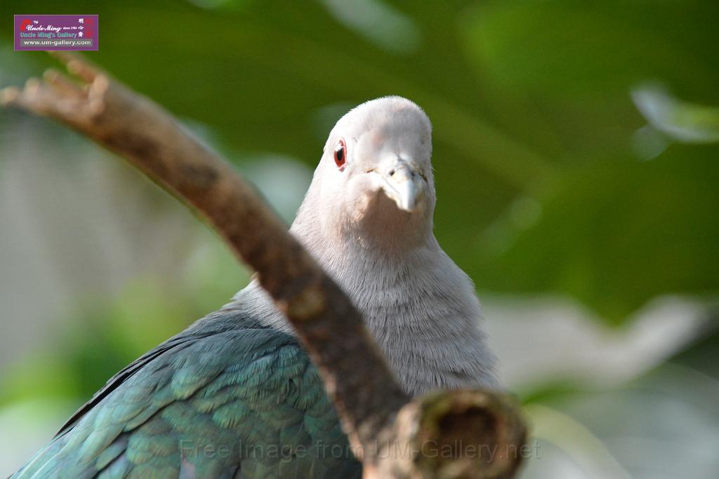 20190303bird-hk-parkDSC_3139.JPG