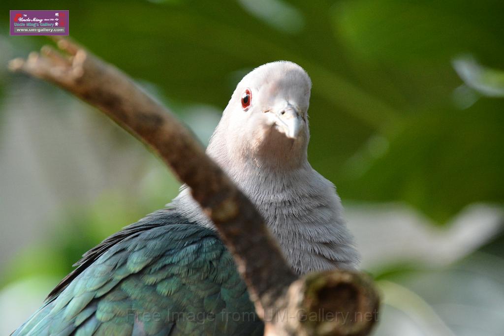 20190303bird-hk-parkDSC_3140.JPG