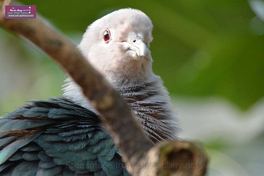 20190303bird-hk-parkDSC_3143.JPG