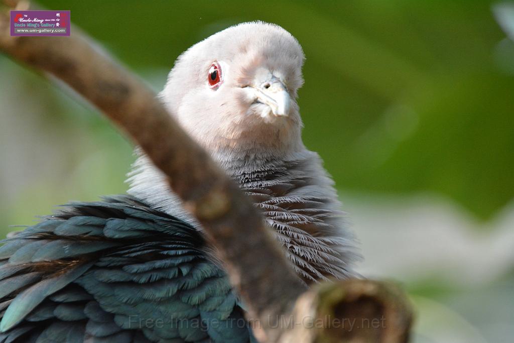 20190303bird-hk-parkDSC_3144.JPG