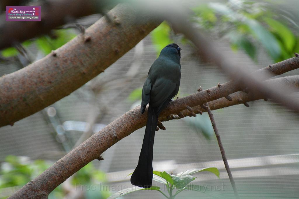 20190303bird-hk-parkDSC_3164.JPG