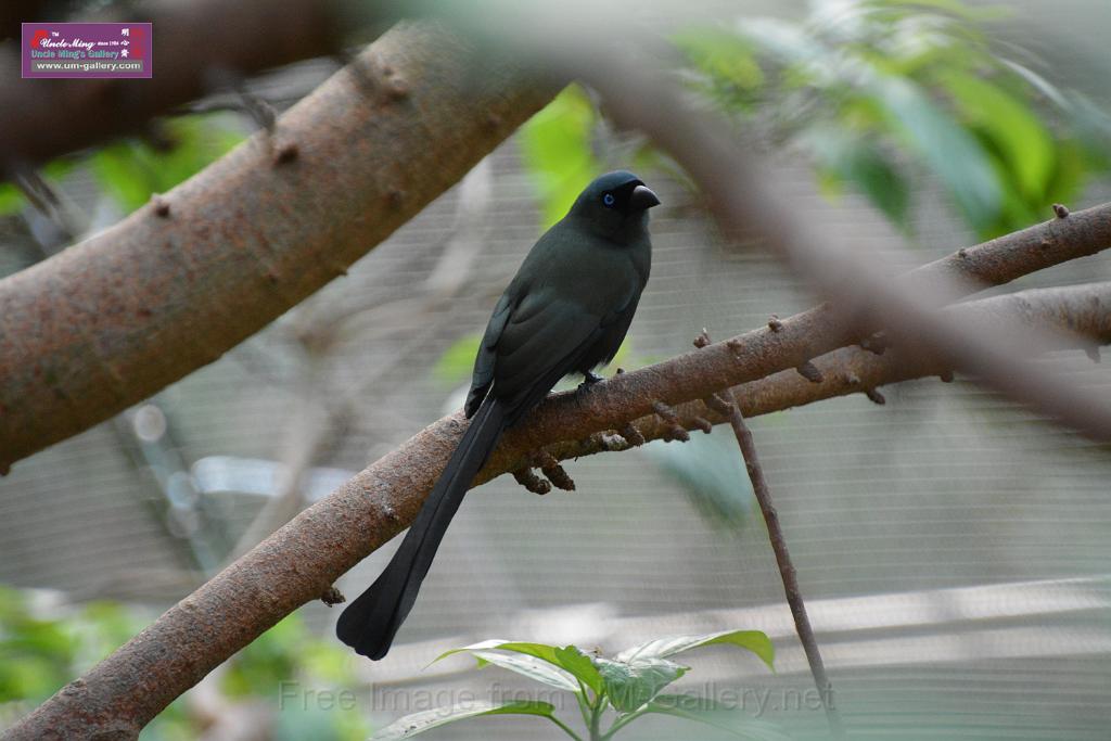 20190303bird-hk-parkDSC_3165.JPG