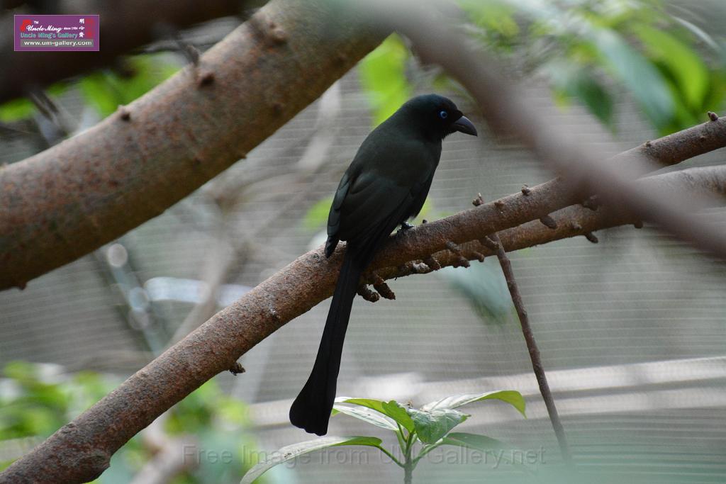 20190303bird-hk-parkDSC_3166.JPG