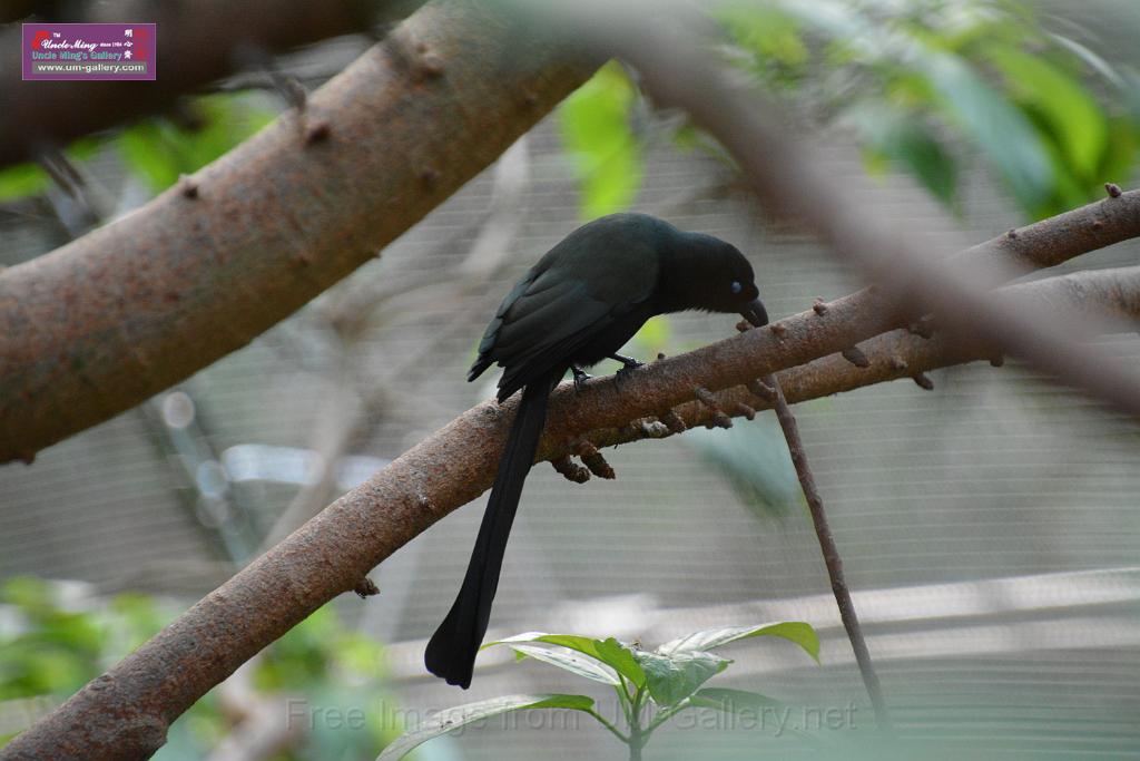 20190303bird-hk-parkDSC_3167.JPG