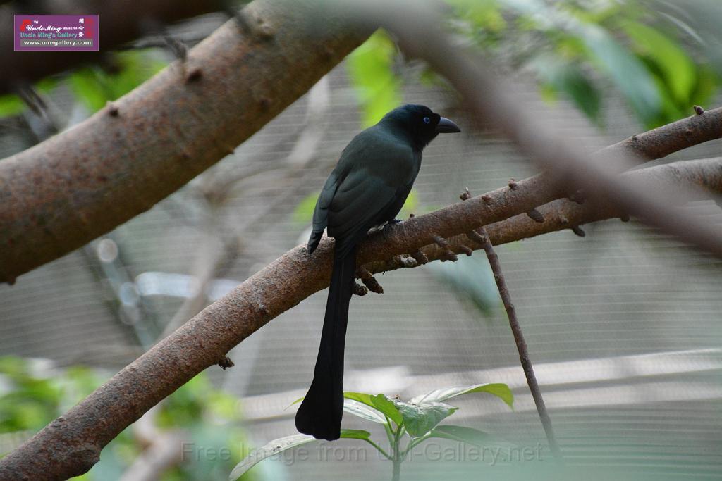 20190303bird-hk-parkDSC_3168.JPG