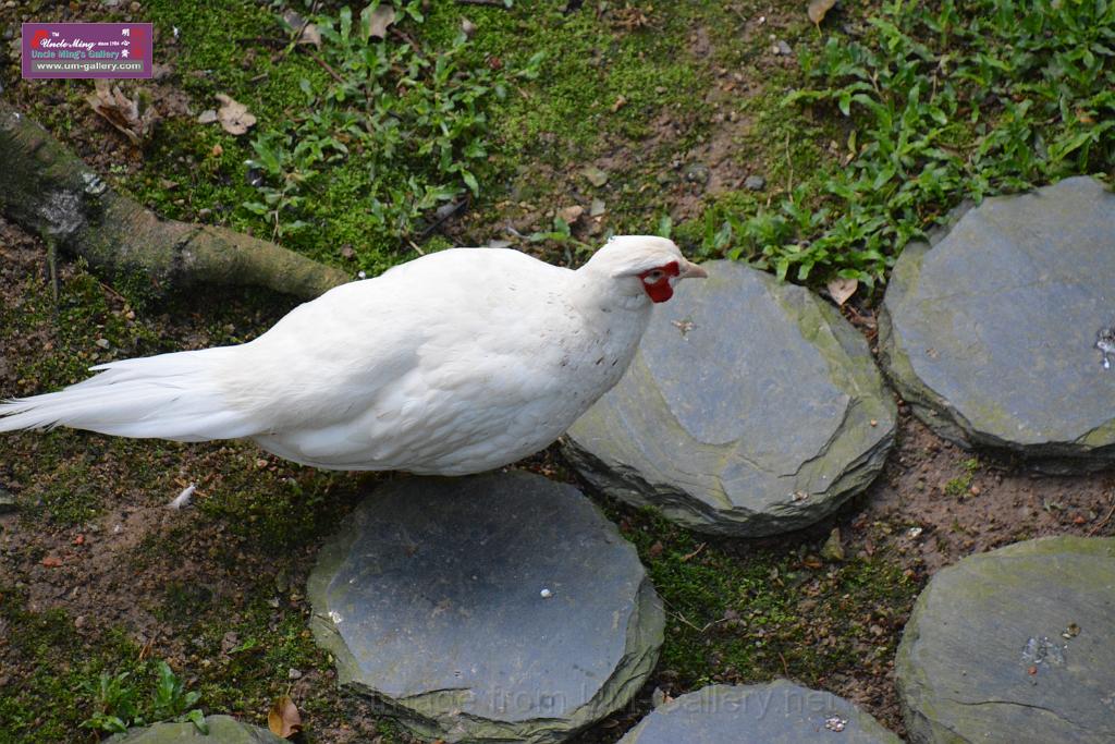 20190303bird-hk-parkDSC_3171.JPG