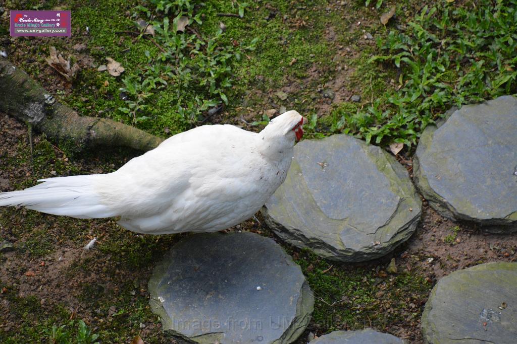 20190303bird-hk-parkDSC_3172.JPG