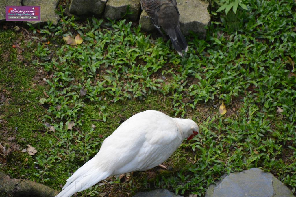 20190303bird-hk-parkDSC_3173.JPG