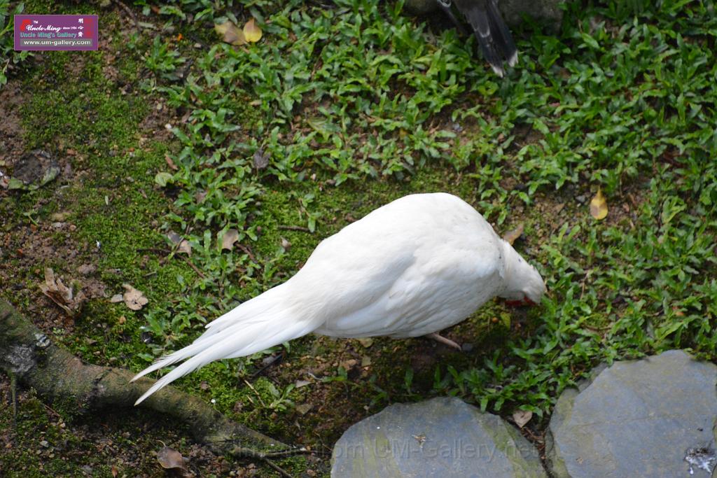 20190303bird-hk-parkDSC_3174.JPG