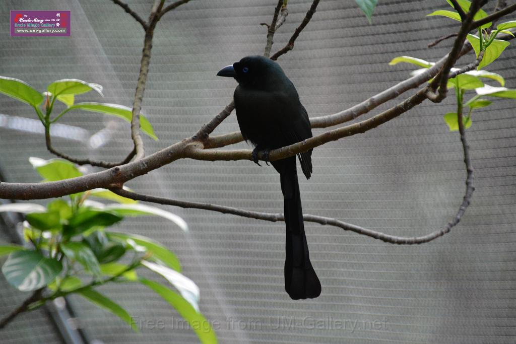 20190303bird-hk-parkDSC_3178.JPG