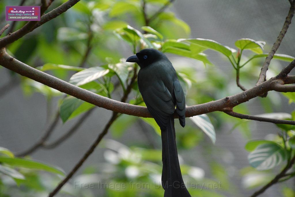 20190303bird-hk-parkDSC_3192.JPG