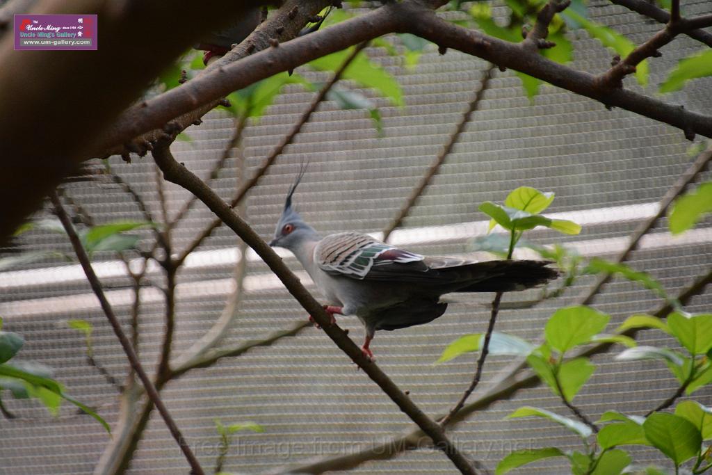 20190303bird-hk-parkDSC_3197.JPG