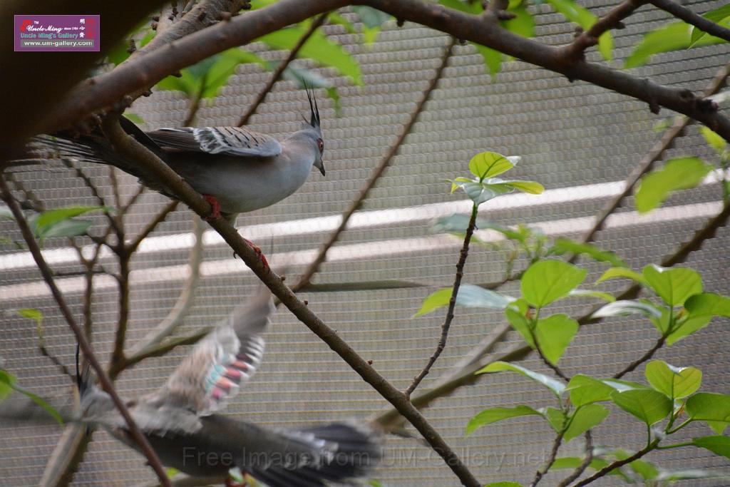 20190303bird-hk-parkDSC_3199.JPG