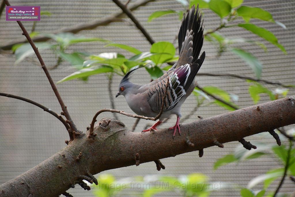 20190303bird-hk-parkDSC_3202.JPG